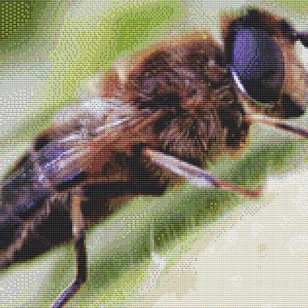 Bug Close-Up