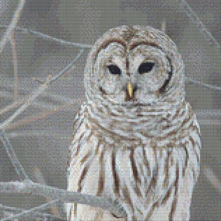 Snowy White Owl