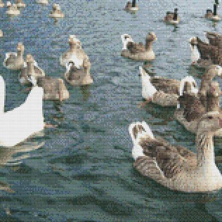 Flock Of Ducks