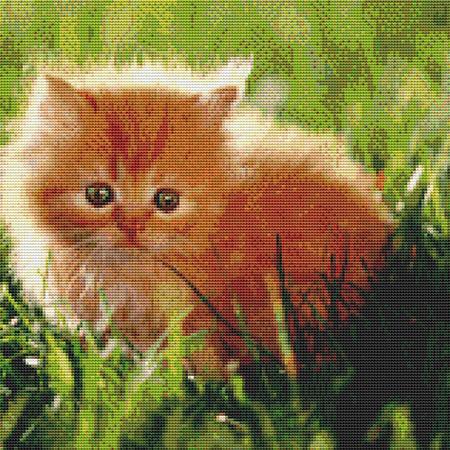 Grasslands Kitten