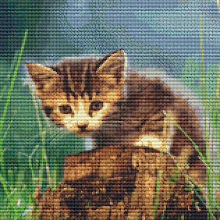 Cute Stumpy Kitten
