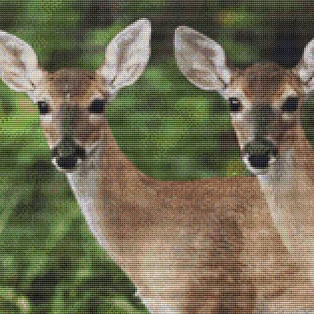 Two Watchful Deer