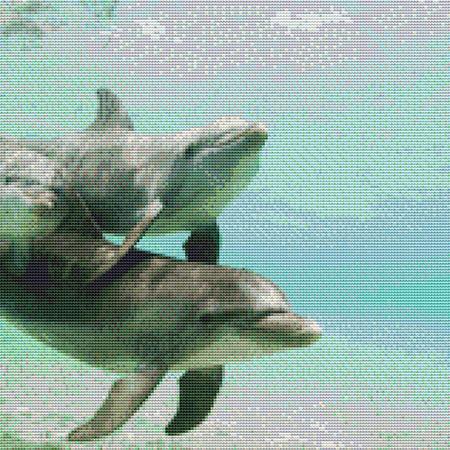 Two Playful Dolphins
