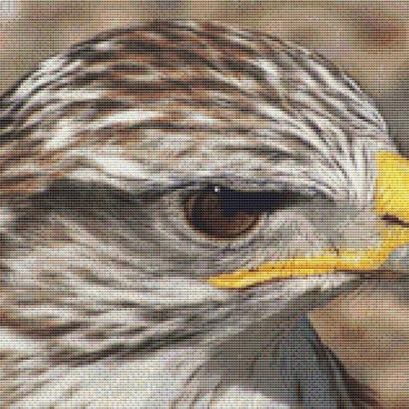 Scowling Falcon
