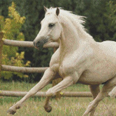 Racing White Horse