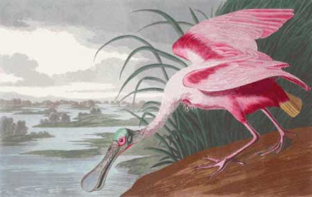 Roseate Spoonbill - John James Audubon