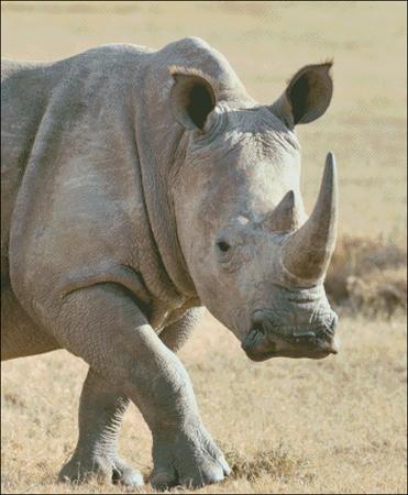 Rhino on the Plains