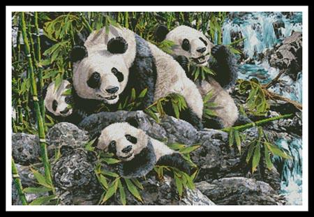 12 Pandas  (Steven Michael Gardner)