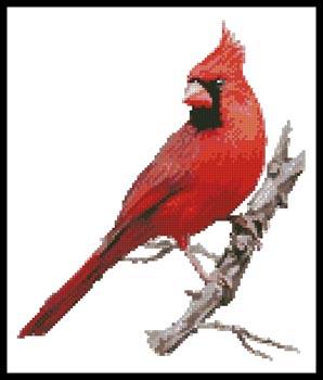 Cardinal  (Claire Harkness)