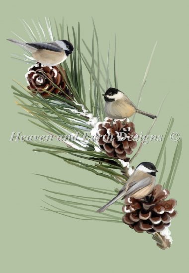 Chickadees Firbranch - NO Background