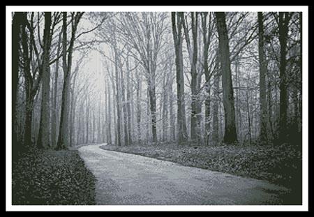 Black and White Road Through Trees
