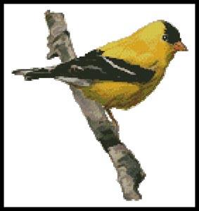 American Gold Finch  (Claire Harkness)