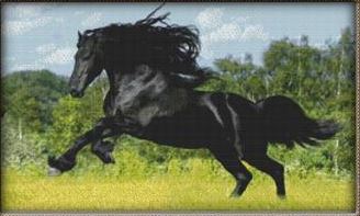 Majestic Black Stallion