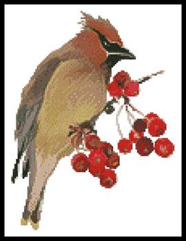 Waxwing  (Claire Harkness)