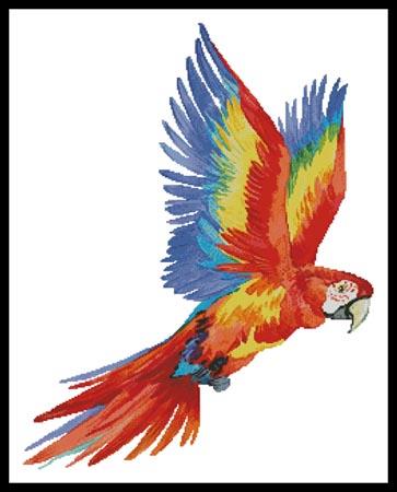 Colourful Macaw  (Lena Faenkova)