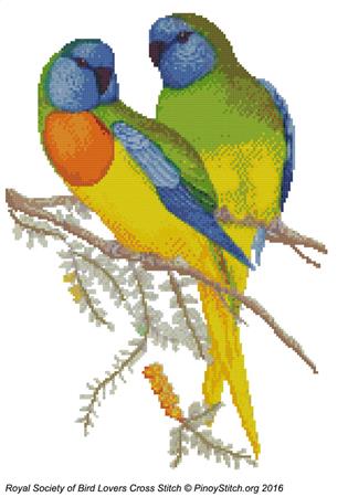 RSBL Parakeet Splendid