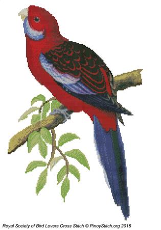 RSBL Parakeet Pennants