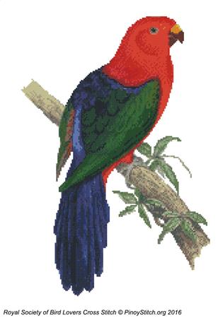 RSBL Parakeet King Parrot