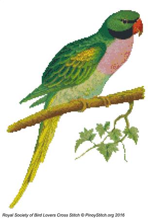 RSBL Parakeet Javan