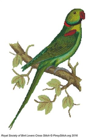 RSBL Parakeet Alexandrine