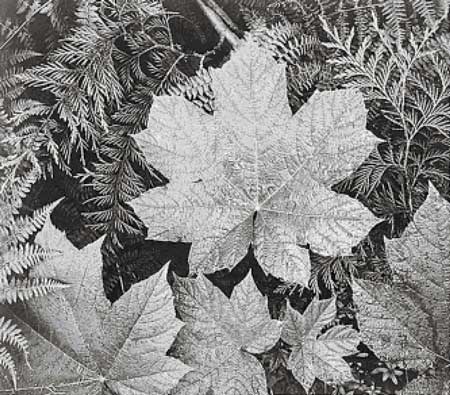 click here to view larger image of In Glacier National Park (Leaves) - Ansel Adams (chart)