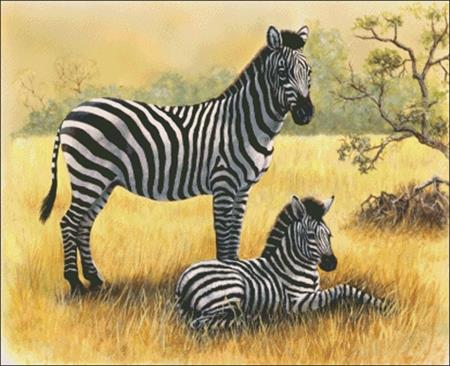 Zebra On The Plains