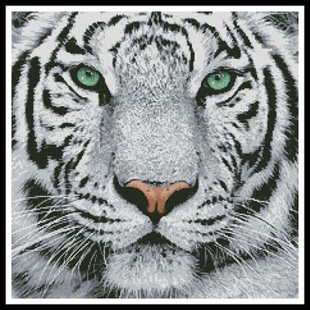 click here to view larger image of White Tiger Close Up (None Selected)