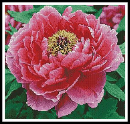 click here to view larger image of Peony (Crop) (chart)