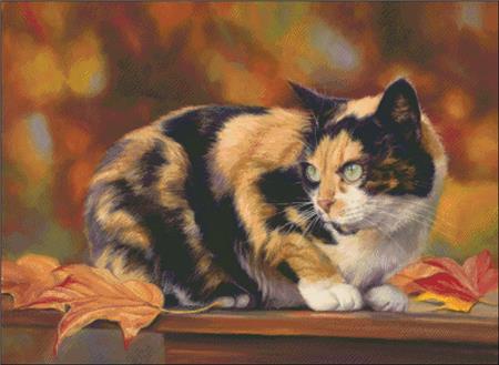 Calico In The Fall
