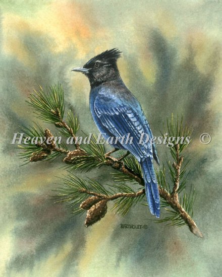 click here to view larger image of Mini Stellar Jay (chart)