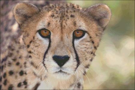 click here to view larger image of Cheetah Stare (chart)