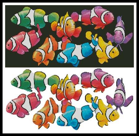 Colourful Clownfish  (Royce McClure)