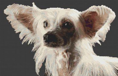 click here to view larger image of Chinese Crested (chart)
