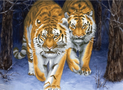 Stalking Tigers