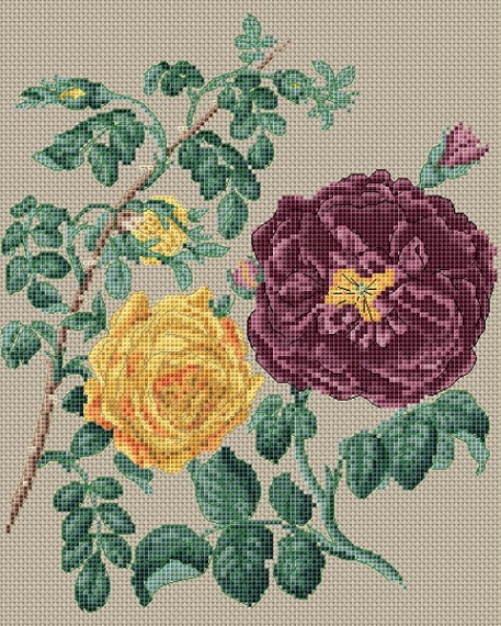 Yellow Centifolia Rose & Purple Rose