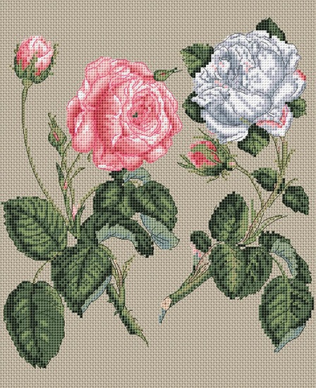 Pink Centifolia Rose & White Rose