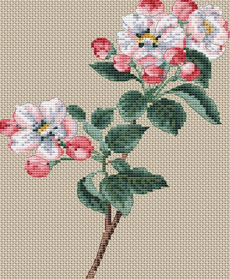 Pyrus Malus (Apple Blossom)