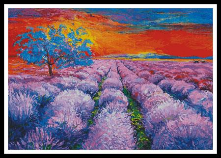 Lavender Field At Sunset (Large)  (Boyan Dimitrov)