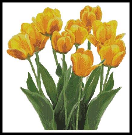 Yellow Tulips  (Claire Harkness)