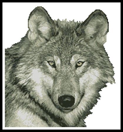 Wolf Close Up - No Background