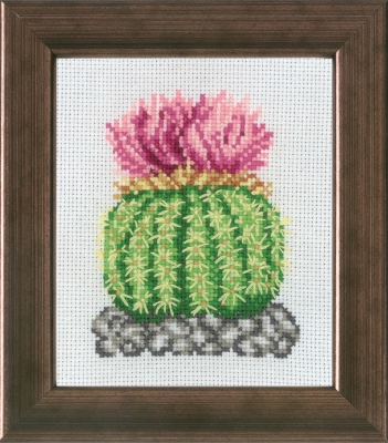 Cactus with Rosa