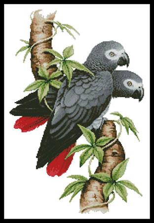 African Grey Parrots  (Howard Robinson)
