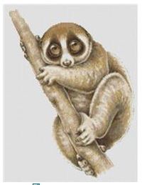 click here to view larger image of Slow Loris (chart)
