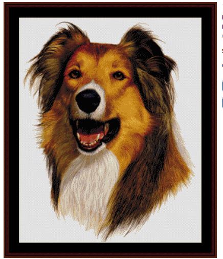 Rough Collie (new edition)