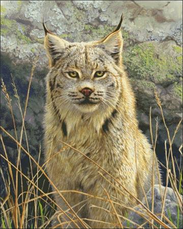click here to view larger image of Lynx Portrait (chart)