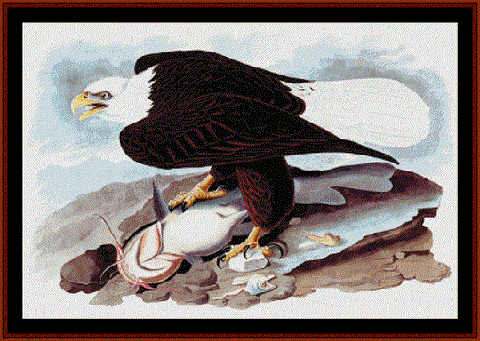 American Bald Eagle