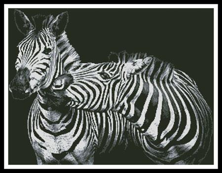 Black and White Zebra (Ian Lindsay)