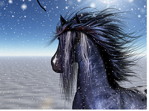 Appaloosa Winter Pony 
