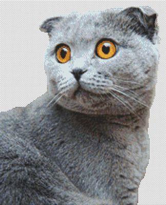 click here to view larger image of Grey Scottish Fold (chart)