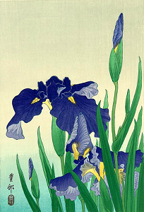 Flowering Iris II